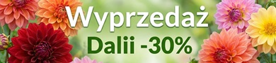 Sadzonki dalii