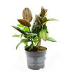 Fikus (Figowiec) sprężysty - Ficus elastica melany (średni)