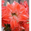 Hipeastrum - Amarylis - Lady Jane