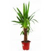 Juka - Yucca (średnia)