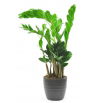 Zamia - Zamiokulkas zamiolistny - Zamioculcas zamifolia