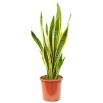 Sansewieria, Wężownica - Sansevieria laurentii (Język teściowej)