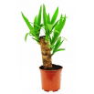 Juka - Yucca