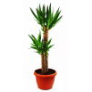 Juka - Yucca (podwójna)
