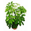 Szeflera - Schefflera