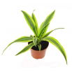 Dracena dermeńska, smokowiec - Dracaena dermensis Lemon Lime (mała)