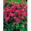 Szczawik Deppego - Oxalis deppei - 25 cebulek