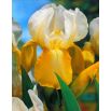 Kosaciec, Irys - White and Yellow