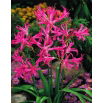 Nerine Bowdenii - 2 szt.