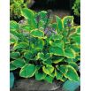Funkia - Hosta Golden Tiara