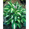 Funkia - Hosta Mediovariegata