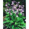 Funkia - Hosta Fortunei Francee
