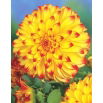 Dalia - Lady Darlene - kwiaty XL