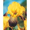 Kosaciec, Irys - Purple and Yellow