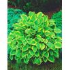 Funkia - Hosta Golden Tiara
