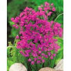 Czosnek kazachstański - Allium oreophilum - 20 szt.