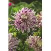 Dalia - Avignon - kwiaty XL