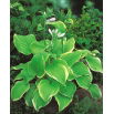 Funkia - Hosta Lakeside Cha Cha