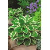 Funkia - Hosta Minute Man