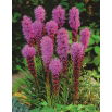 Liatra kłosowa purpurowa - Liatris Spicata Purple - 10 szt.