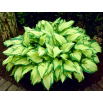 Funkia - Hosta Albopicta