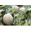 Melon Malaga F1