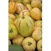 Pepino