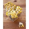 Boczniak cytrynowy do uprawy w domu i ogrodzie - 1 kg