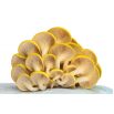Boczniak cytrynowy do uprawy w domu i ogrodzie - 1 kg