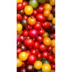 Pomidorki cherry - mieszanka kolorów!