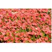 Petunia ogrodowa - Kaskada łososiowa