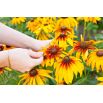Rudbekia dwubarwna