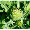 Karczoch Green Globe