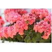 Pelargonia łososiowa
