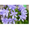 Agapant niebieski - Agapanthus Blue