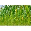 Kukurydza pękająca Dobosz - popcorn