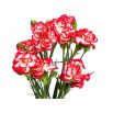Goździk ogrodowy malinowy - Raspberry ripple