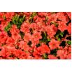 Petunia ogrodowa - Kaskada łososiowa