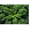 Jarmuż Dwarf Green Curled - zielony