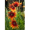 Rudbekia dwubarwna