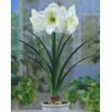 Hipeastrum - Amarylis - Mont Blanc