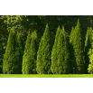 Thuja, Tuja, Żywotnik - Smaragd - sadzonka - 20 - 30 cm