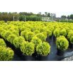 Thuja, Tuja, Żywotnik - Golden Globe - sadzonka - 30 - 40 cm