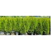 Thuja, Tuja, Żywotnik - Smaragd - duża sadzonka - 35 - 50 cm