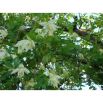 Clematis - Powojnik - Albina Plena – sadzonka