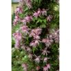 Clematis - Powojnik - Markham's Pink – sadzonka