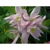 Clematis - Powojnik - Markham's Pink – sadzonka