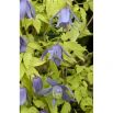 Clematis - Powojnik - Stolwijk Gold - sadzonka