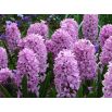 Hiacynt Splendid Cornelia - op. 3 szt.