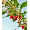 Jagody goji - Kolcowój Sweet Berry - supersłodkie owoce - sadzonka